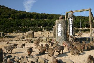 銚子渓 自然動物園 お猿の国の写真
