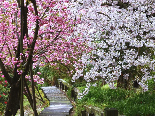 香川のお花見特集2018 - さんラボ！