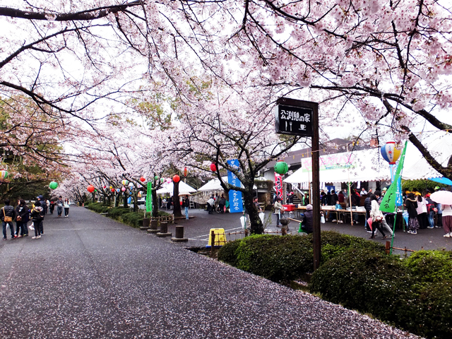 公渕森林公園 さくらまつり