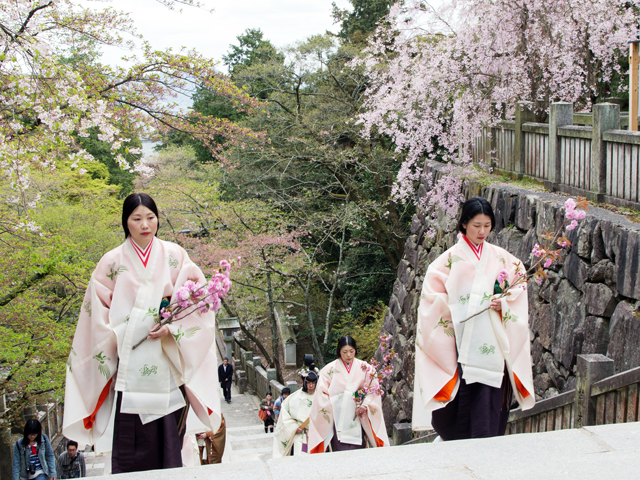 金刀比羅宮 桜花祭