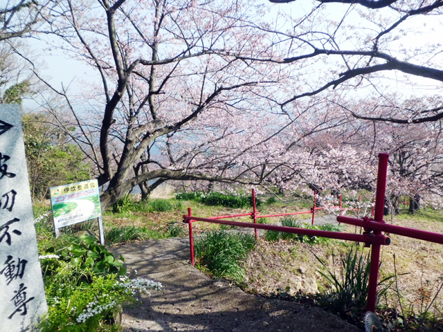 波切不動尊の桜まつり