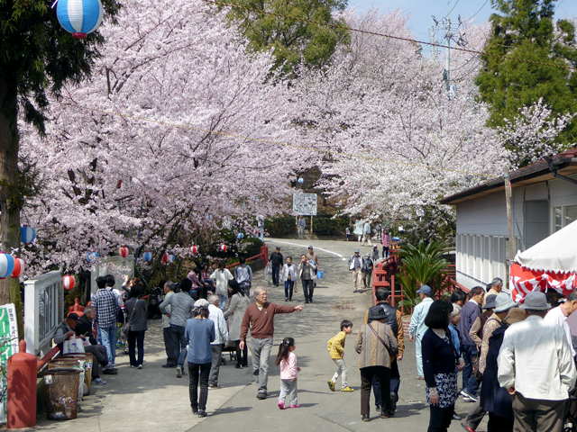 三豊市立朝日山森林公園 桜まつり